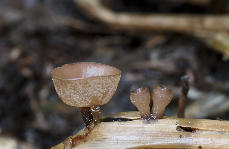 Myriosclerotinia scirpicola